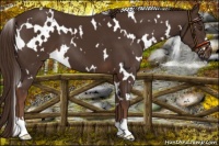 Horse Color:White Spotted Liver Chestnut 