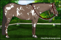 Horse Color:White Spotted Liver Red Dun