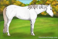 Horse Color:Palomino Dun Near Fewspot Brindle 
