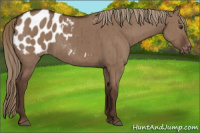 Horse Color:Liver Red Dun Appaloosa Brindle 