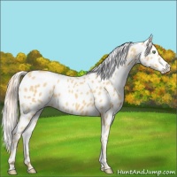 Horse Color:Gold Cream Champagne Roan Appaloosa