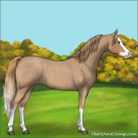 Horse Color:Red Roan Splash Appaloosa 