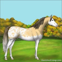 Horse Color:Buckskin Splash Appaloosa