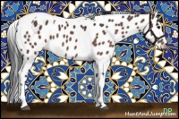 Horse Color:Brown Sabino Tobiano Appaloosa