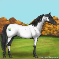 Horse Color:Blue Roan Appaloosa 
