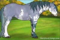 Horse Color:Watercolor Buckskin Dun Splash 