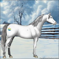 Horse Color:Black Appaloosa  and Black Appaloosa 