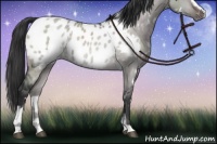 Horse Color:Platinum White Spotted Brown Dun Sabino Appaloosa Rabicano 