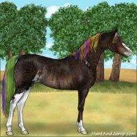 Horse Color:Painted Liver Chestnut Ice Sabino Rabicano