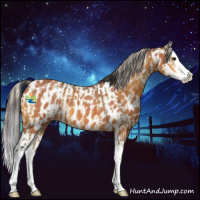 Horse Color:Silver Buckskin Splash Appaloosa  and Bay Roan Splash Appaloosa 