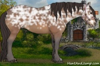 Horse Color:Buckskin Ice 