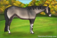 Horse Color:Blue Onyx 