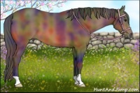 Horse Color:Nacre Bay 