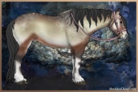 Horse Color:Bay Onyx 