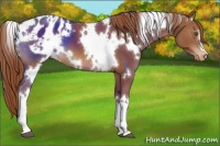 Horse Color:White Spotted Chestnut Appaloosa 