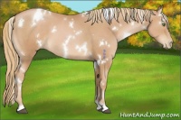 Horse Color:White Spotted Chestnut Pearl 