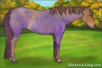 Horse Color:Red Roan 