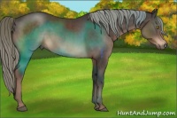 Horse Color:Liver Chestnut Mushroom 