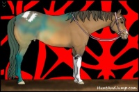Horse Color:Buckskin Varnish 