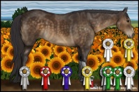 Horse Color:Buckskin 