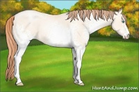 Horse Color:White Spotted Amber Cream Champagne Pearl
