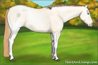 Horse Color:White Spotted Buckskin Pearl Dun 