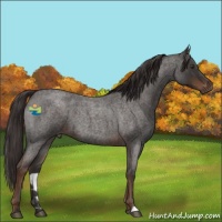 Horse Color:Liver Red Roan 