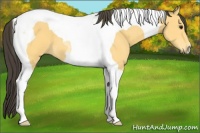 Horse Color:Buckskin Tobiano 