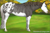 Horse Color:Smoky Blue Roan Splash Appaloosa Rabicano 