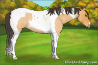 Horse Color:Buckskin Roan Tobiano Rabicano