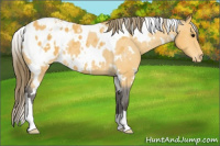 Horse Color:White Spotted Buckskin Blanket 