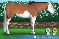 Horse Color:Bay Splash 