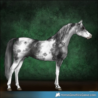 Horse Color:Gray White Spotted Black Tobiano 