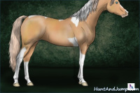 Horse Color:Gray Cremello Sabino Tobiano 