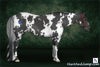 Horse Color:White Spotted Black 