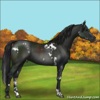 Horse Color:Gray White Spotted Black 