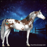 Horse Color:White Spotted Brown Splash