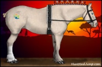 Horse Color:Perlino