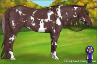 Horse Color:White Spotted Chocolate Black 