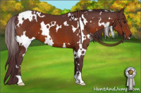 Horse Color:White Spotted Chocolate Brown