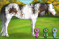 Horse Color:Gray White Spotted Brown