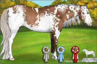 Horse Color:Gray White Spotted Silver Brown Pearl Rabicano 