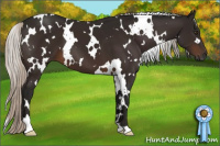 Horse Color:Gray White Spotted Silver Brown