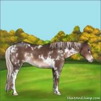 Horse Color:White Spotted Liver Chestnut Sabino 