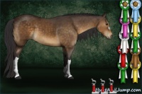 Horse Color:Buckskin 