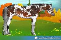 Horse Color:Gray White Spotted Bay Splash