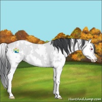 Horse Color:White Spotted Bay Chinchilla Splash 