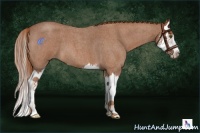 Horse Color:Red Roan Splash 