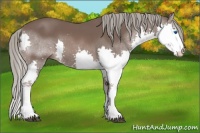 Horse Color:Liver Chestnut Mushroom Sabino Splash 