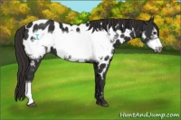 Horse Color:Liver Chestnut Frame Appaloosa
